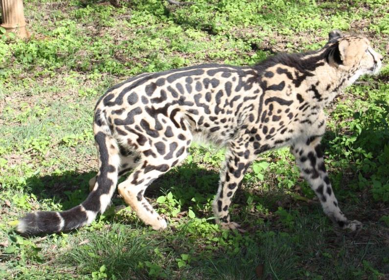 The King Cheetah Similarly, through a long standing collaboration with the De Wildt Cheetah Breeding Centre of Ann van Dyk, the VGL was able to assist with the validation of the mutation responsible