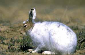 Most people in the Community include Arctic Hare in their diet. Movements vary noticeably if rain occurs after a snowfall and is likely caused by rabbits searching for available food.