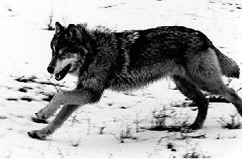 Sachs Harbour Community Conservation Plan - July 2008 67 WOLF (Canis lupus) / AMARUQ Arctic wolves (Canis lupus arctos) are classified under Appendix 2 of the Convention on International Trade of