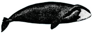 Sachs Harbour Community Conservation Plan - July 2008 73 BOWHEAD WHALE (Balaena mysticetus) / AQVIQ (or) ARVIA Biology The bowhead whale is a baleen whale, black in colour except for white markings