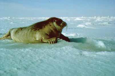 Sachs Harbour Community Conservation Plan - July 2008 75 SEALS RINGED SEAL (Pusa hispida) / NATCHIQ and BEARDED SEAL (Erignathus barbatus) / UGRUK Biology Ringed seals and bearded seals are important
