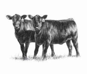Commercial Females Selling Young Productive Cow/Calf Pairs Bred and Open Heifers WILL SELL IMMEDIATELY FOLLOWING THE BULLS Update Sheet on the commercial female offering will be available Friday and
