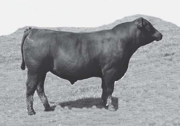 8 WW 53 M 22 YW 93 LYN LEW ROSEVERA 53L ACE BLACKLASS 174 Recommended for heifers 3/4 brother to Lot 20 A free and easy moving bull with that herd bull look Stacked with reputation cow makers 338,