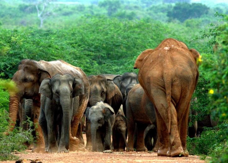 2000 African Elephant