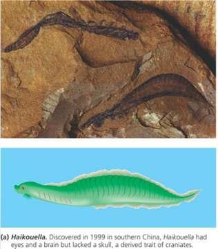 The Origin of Vertebrates The most primitive of the early vertebrate fossils are those of the 3-cmlong Haikouella.