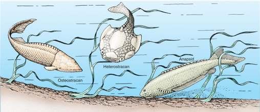 The Earliest Vertebrates Other early vertebrate fossils include the armored jawless fishes called ostracodermsfrom the late Cambrian.