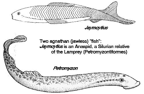 of the Fishes) Phylum: Chordata Sub-Phylum: Vertebrata