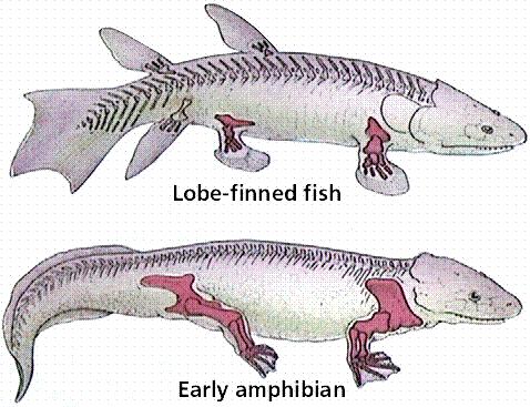 The amphibians arose in the Devonian (Age of Plants) when there were lots