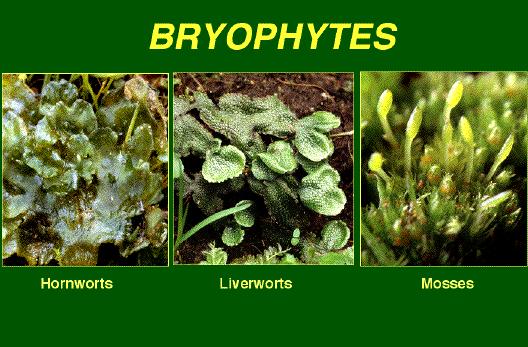 Paleozoic Life forms: Plants The first land plants (Bryophytes) were very, very simple :