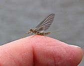 March through April (before run-off) The main early season hatches consist of midges and the first mayfly hatch of the season - the Blue-Winged Olives (BWOs).