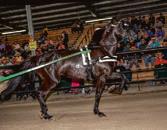 115 head Registered Crossbreds Driving of sale horses in indoor arena Friday