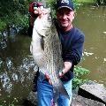been heating up at Shenango for hybrid stripers and white bass.