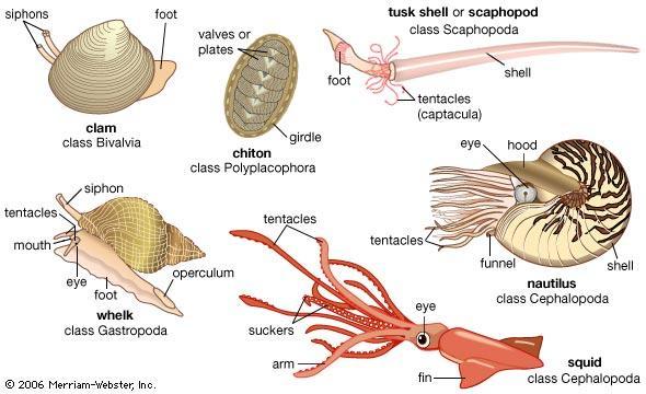 Groups of Mollusks Groups of Mollusks The three major classes of mollusks are Gastropods - shell-less or single-shelled mollusks that move by using a muscular foot located on the ventral side.
