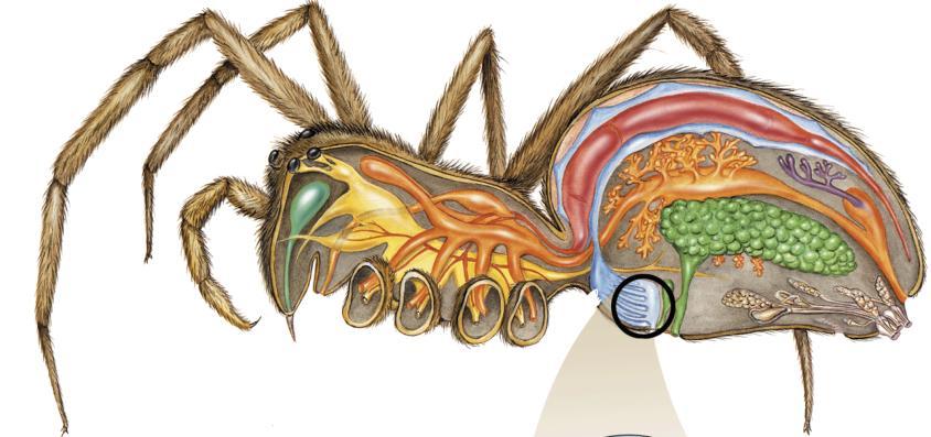 Form and Function in Arthropods Other