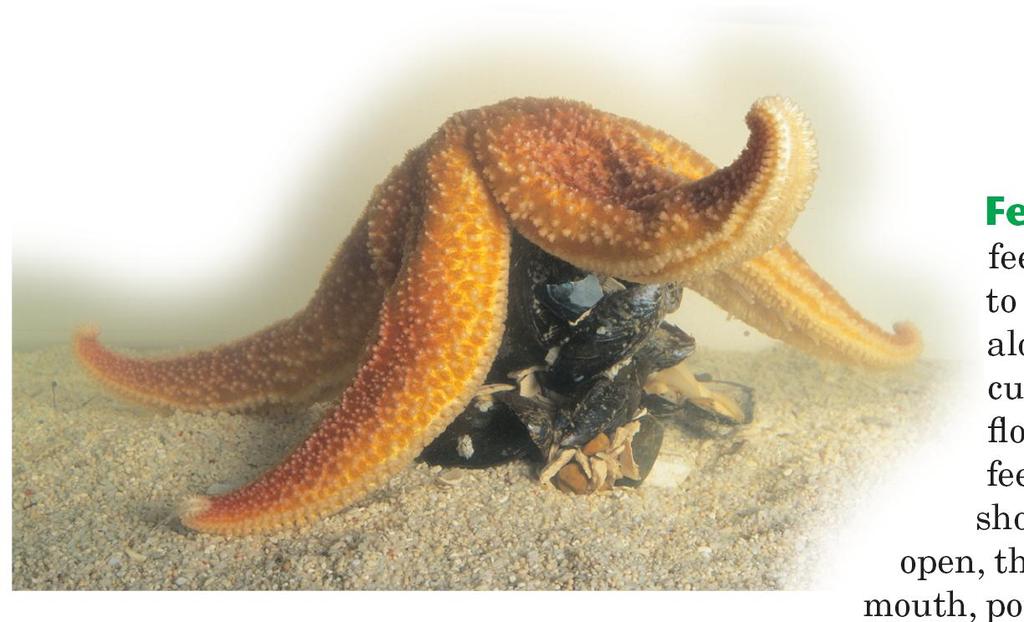 Form and Function in Echinoderms Sea stars usually feed on mollusks such as clams and mussels.
