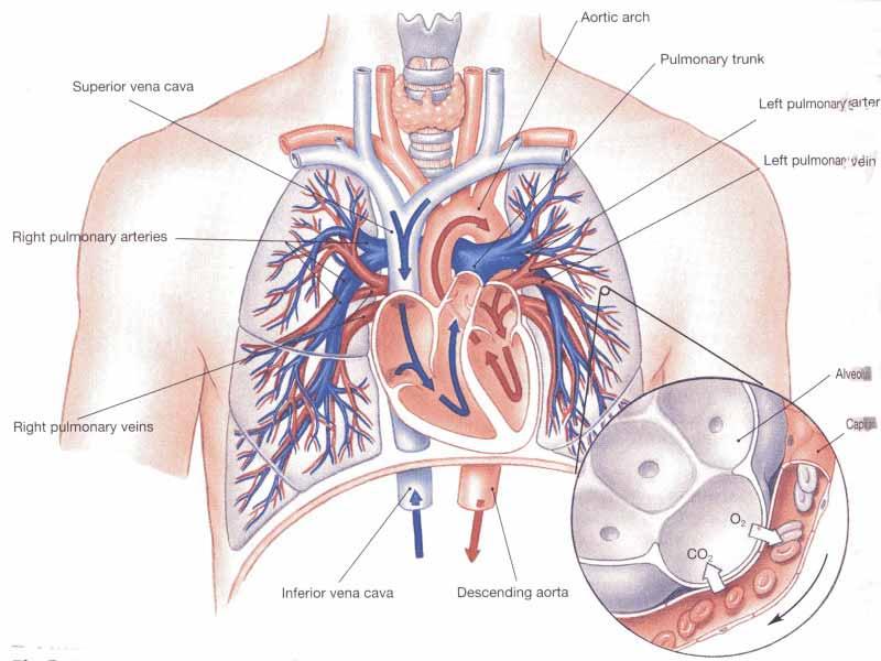 Pulmonary circulation The pulmonary veins run parallel to their corresponding arteries.