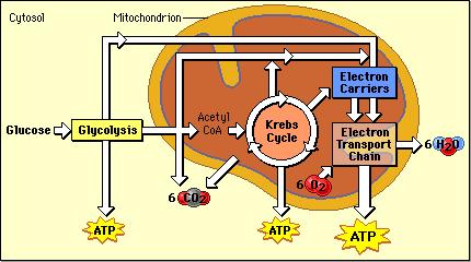 Cell Respiration Cellular respiration is the process by which the chemical energy of "food" molecules is released and partially captured in the form of ATP.
