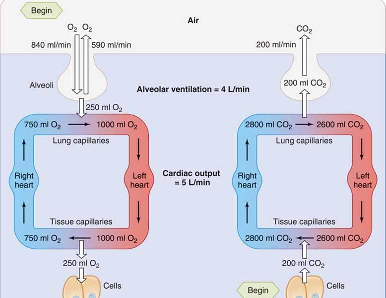 In the lungs, the concentration gradients favor the diffusion of oxygen toward the blood and the diffusion of carbon dioxide toward the