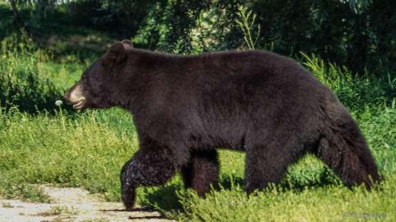 Bears in Colorado are all the same species: black bear (Ursus americanus).