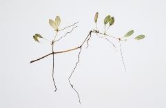 pinifolia Enhalus