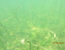 Location Area (hectare) Seagrass Species found