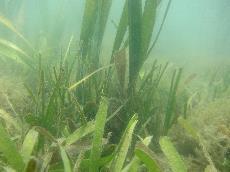 (hectare) Seagrass