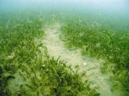 Future Challenges: Du & SG Research; Seagrass - monitoring survey - survey in deeper area in