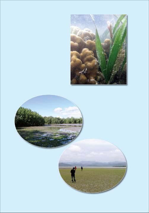 3 types of Seagrass beds Coral reef associated grass bed Mangrove associated grass bed Shallow sandy bottom grass bed 12 seagrass species Enhalus acoroides Halophila group (H.