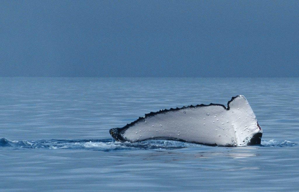 Value of industry Across the Pacific Islands region whale watching is growing at 45% per year