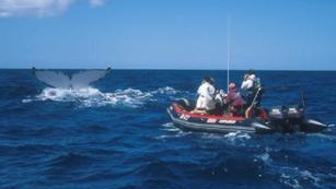 The South Pacific Whale Research Consortium: Works across the Pacific Islands region Long term