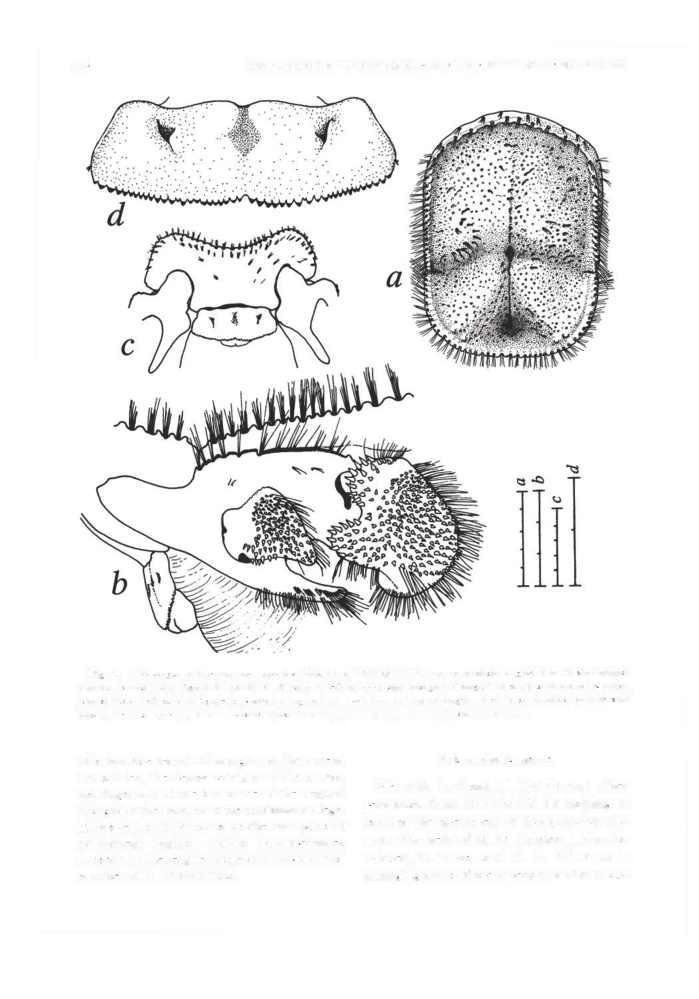 564 PROCEEDINGS OF THE BIOLOGICAL SOCIETY OF WASHINGTON Fig. 5. Xylopagurus tayrona, new species.