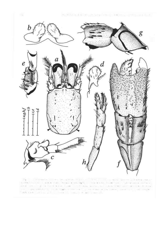 360 PROCEEDINGS OF THE BIOLOGICAL SOCIETY OF WASHINGTON Fig. 3. Xylopagurus tayrona. new species.