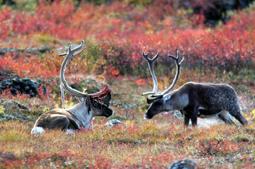 We were always told by elders and biologist that caribou go in cycles of abundance and then decline.