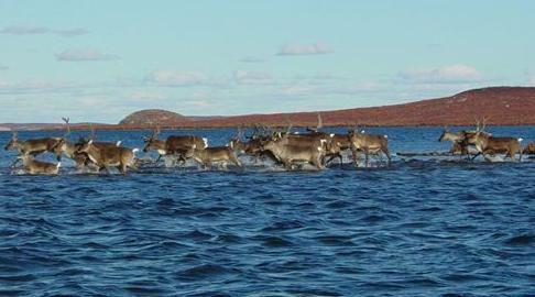 Caribou move hundreds of miles across the landscape - seems their main purpose is to support