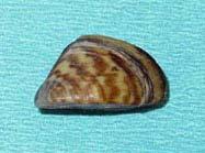 Quagga Mussel Dreissena bugensis Zebra Mussel Dreissena polymorpha Shell: D-shaped and triangular; fragile;
