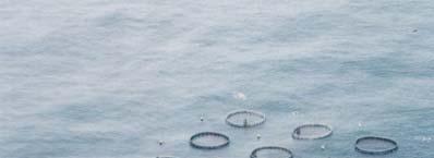 The Potential for Open Ocean Aquaculture in