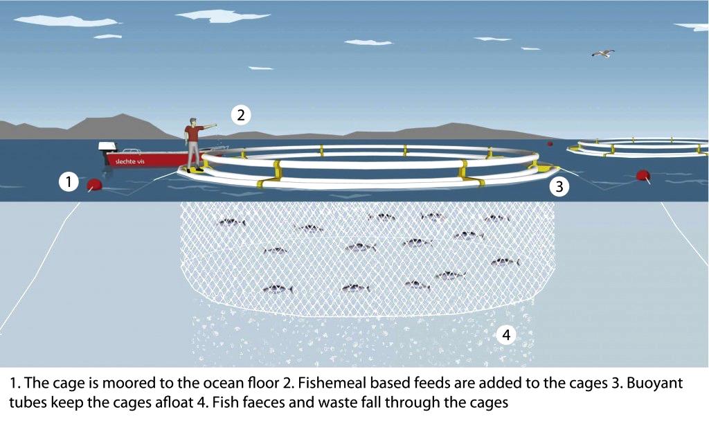 Open Aquaculture Systems: Sea-cage (active feeding) Open sea-cage aquaculture refers to the rearing of aquatic species, within enclosures in natural waterways.