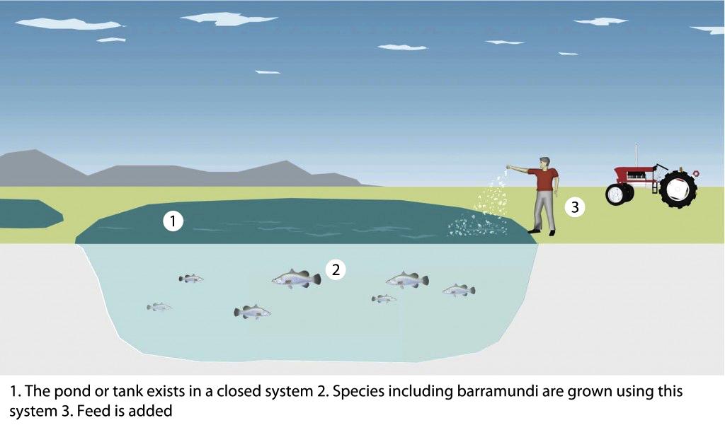 Closed Aquaculture Systems Closed system aquaculture refers to the land-based rearing of aquatic species in raceways, tanks and ponds.
