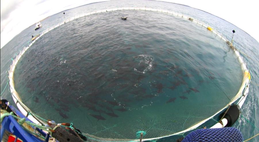 Over 98% of Australian Southern Bluefin tuna harvest comes from tuna ranching operations in South Australia where the tuna are captured live in the wild