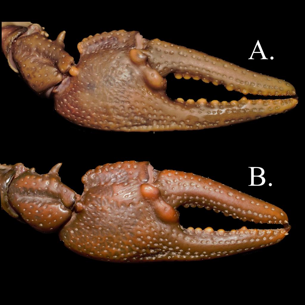 FIGURE 6. Cambarus appalachiensis chelae morphotypes: (A.) Elongate; (B.) Truncated. Over 90% of C. appalachiensis examined maintained the elongated morphotypes. Conservation status.