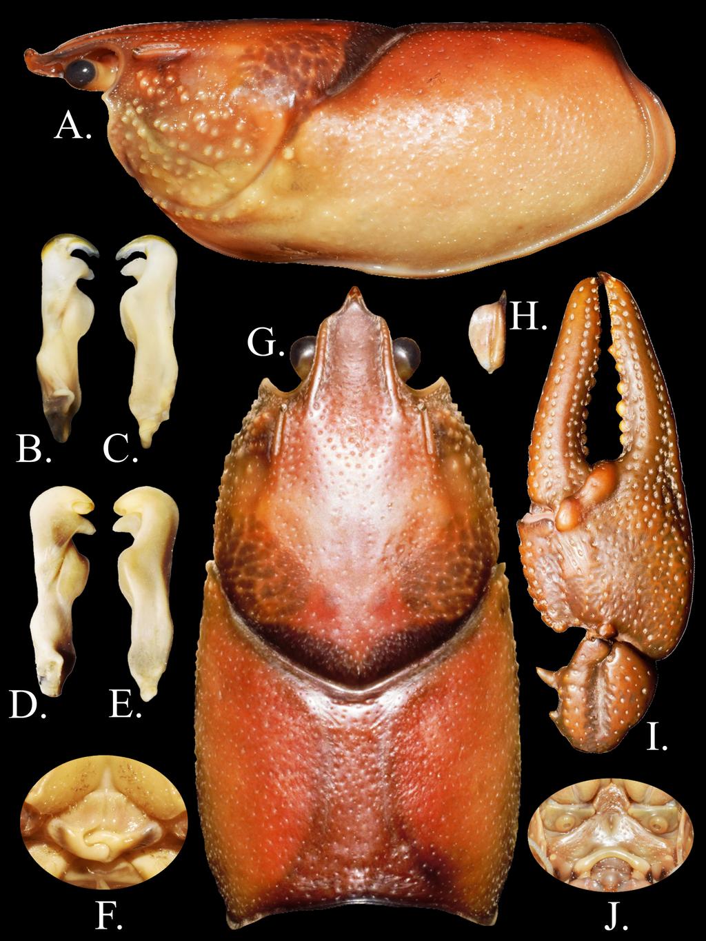 FIGURE 2. Cambarus appalachiensis, new species: (A.) Lateral view of carapace; (B.) Lateral and (C.) mesial view of form I gonopod; (D.) Lateral and (E.) mesial view of form II gonopod; (F.