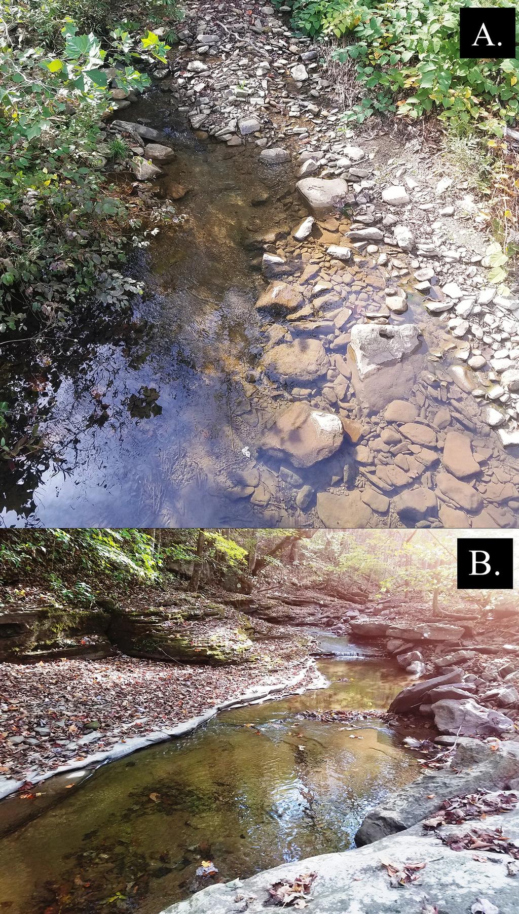 FIGURE 4. Cambarus appalachiensis type locality. Pipestem Creek at intersection of Tom-Honaker Road (CR 20-3) and State Route 20, 3.3 km (2.