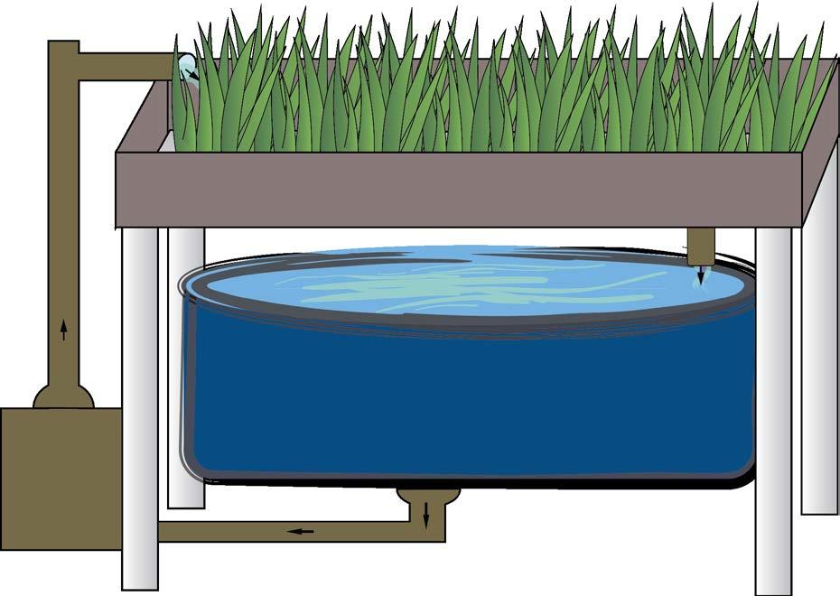 Page 7 by bacteria in the water/filter that the plants can then use to grow. The plants act as a filtration system for the fish. Figure 3.