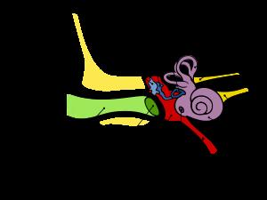 Hearing The ear has three major regions 1.