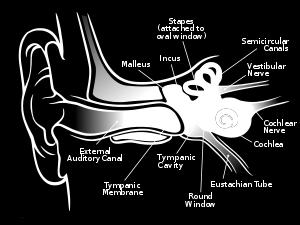 Middle Ear receives sound and amplifies the vibrations,