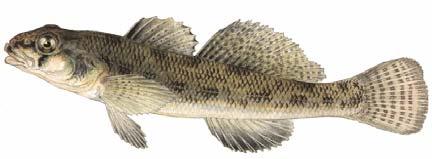 5 1 3 8 3 40 striped bass 1 15 17 6 1 3 8 1 1 53 pumpkinseed 1 29 1 2 33 smallmouth bass 2 1 3 tessellated darter 1 1 2 10 14 Salt front located at HRM 53 1.