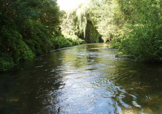 The macrophyte growth in this stream was more extensive than in any of the other streams surveyed, with more than 70% of the bed covered in most places.