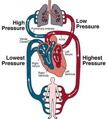 veins and arteries Pressure on vessel wall when heart pushes
