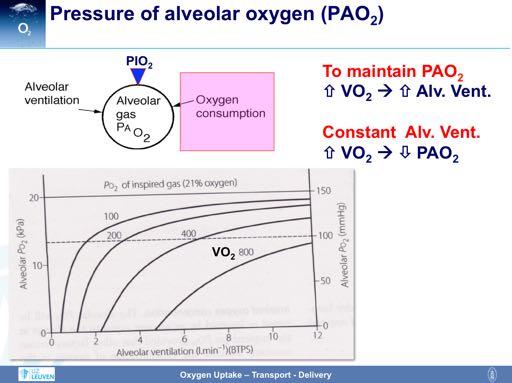 PAO 2 is also dependent upon oxygen consumption (VO 2 ). With a high oxygen consumption, it is difficult to build up a high PAO 2 (as the oxygen is immediately utilized).