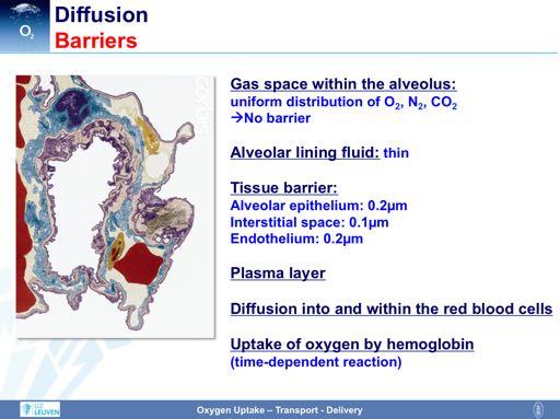 The diffusion of oxygen is affected by several barriers. First, in order to get into contact with the alveolar capillaries, oxygen has to reach the borders of the gas space within the alveolus.
